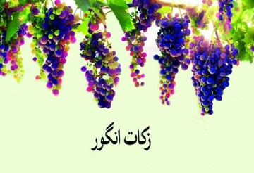 احکام شرعی | زکات انگور