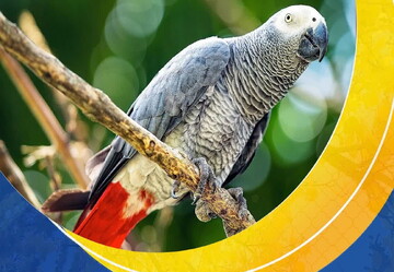 احکام شرعی | پیدا کردن پرندۀ زینتی