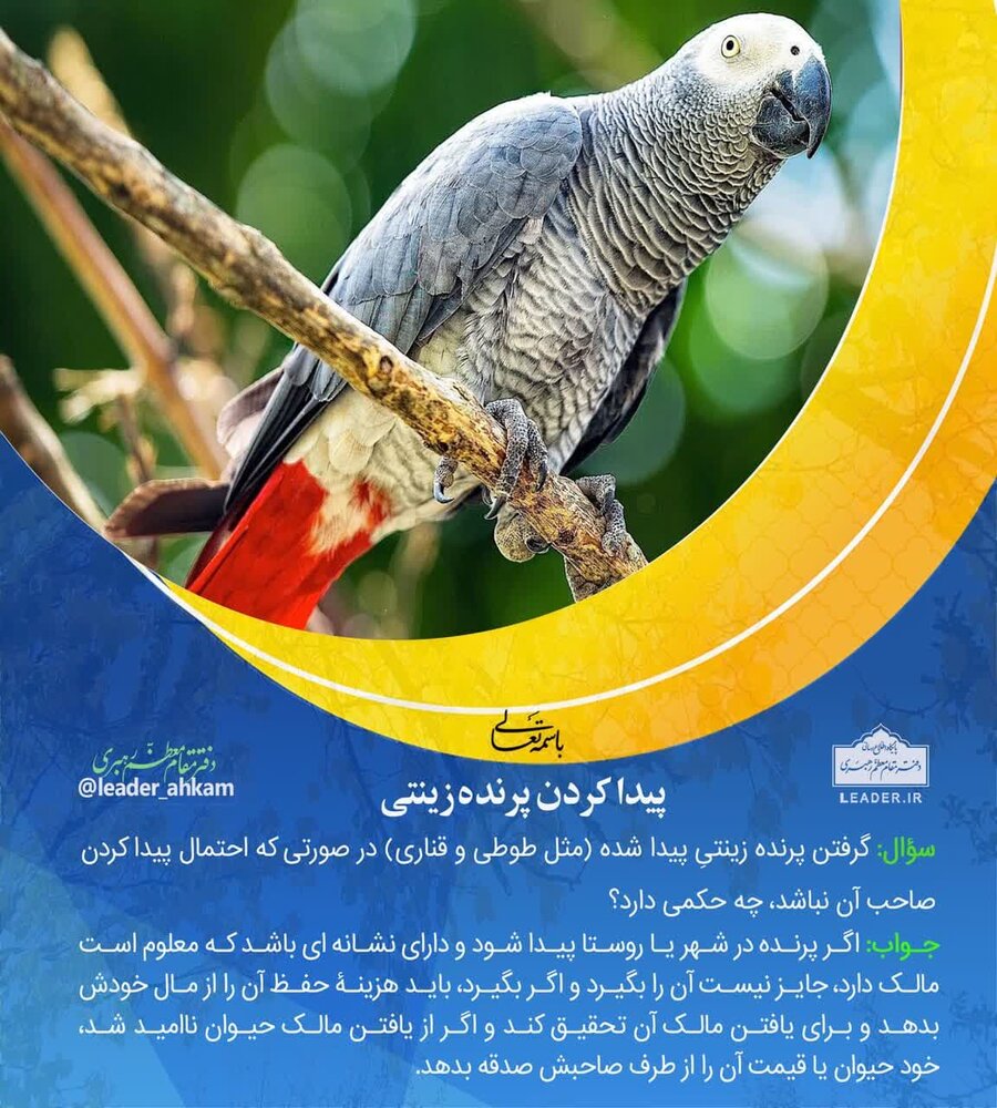 احکام شرعی | پیدا کردن پرندۀ زینتی