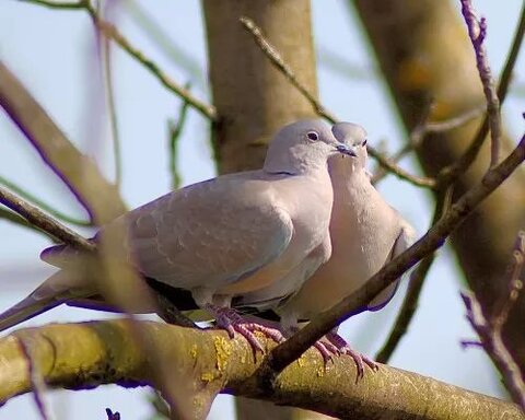 خداوند متعال نے ہر چیز کو دوہرا دوہرا پیدا کیا ہے