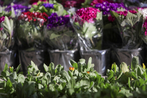 تصاویر/ اهدا 2 هزار شاخه گل به حرم مطهر رضوی