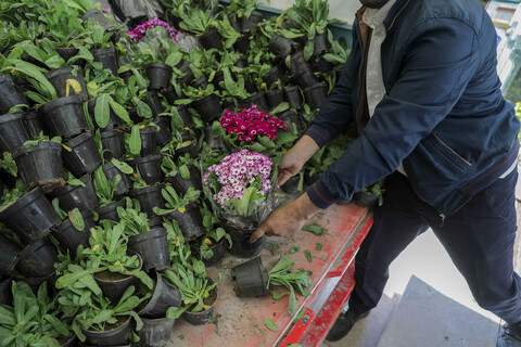تصاویر/ اهدا 2 هزار شاخه گل به حرم مطهر رضوی