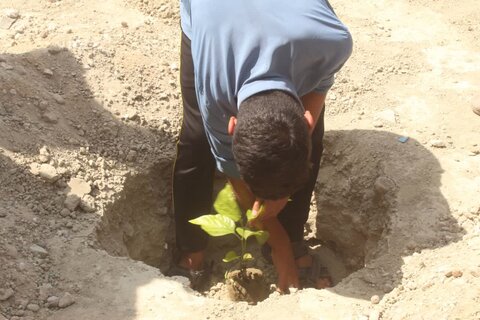 تصاویر/ کاشت نهال در هفته درختکاری مدرسه علمیه مولود کعبه جاسک
