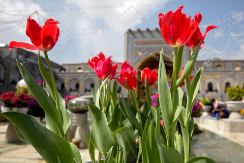 تصاویر/ استقبال از بهار در حرم مطهر رضوی