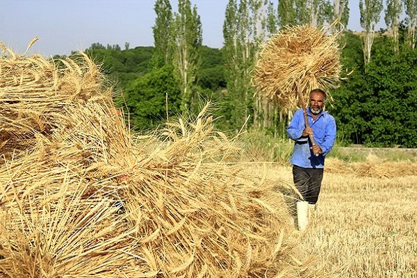 کوتاهی دولت در پرداخت مطالبات گندم‌کاران