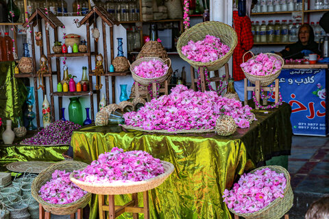 تصاویر| برداشت گل محمدی و نسترن به مناسبت روز میمند