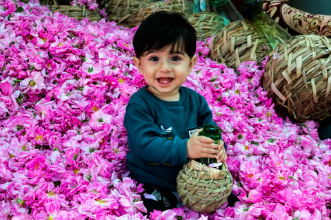 تصاویر| برداشت گل محمدی و نسترن به مناسبت روز میمند