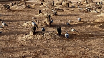 اشعاری به مناسبت سالروز تخریب بقیع