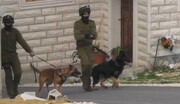 الاحتلال يطلق جنوده وكلابه البوليسية لترويع أهل غزة