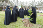 غرس نهال توسط مدیر و مسئولان جامعة الزهرا(س) در روز درختکاری