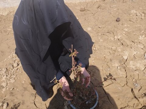 تصاویر/بانوان طلبه یزدی در روز درختکاری