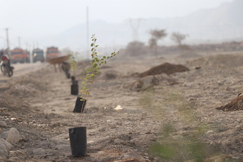تصاویر/آیین درختکاری در شهرستان بندرخمیر