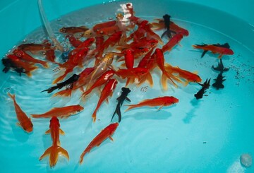 تصاویر/ نوروز در بندرعباس