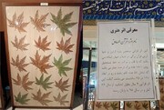 کتابت نستعلیق آیات روی برگ‌های درخت چنار در نمایشگاه قرآن