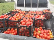 توزیع یک و نیم تن گوجه فرنگی بر سر سفره نیازمندان سردشت