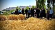 تصاویر/ بازدید امام جمعه و رئیس شورای زکات سلماس از مزارع