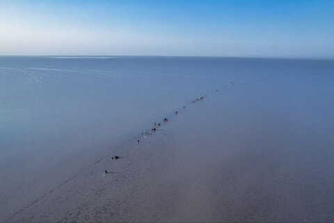 مسيرة زوار الأربعينية مشيا على الأقدام من رأس البيشة إلى كربلاء