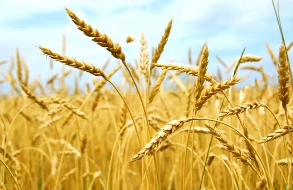 Kuwa mwenye kutafuta riziki ya halali Kuwa mwenye kutafuta riziki ya halali