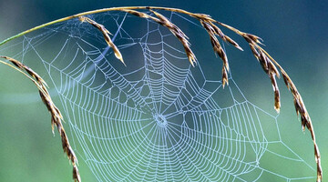 آیات زندگی‌ساز | خانه عنکبوت؛ سرنوشت محتوم تکیه‌گاه‌های غیرالهی