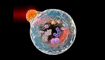 یادداشت | اتوفاژی و داستان تلخ تعلیم تجربی