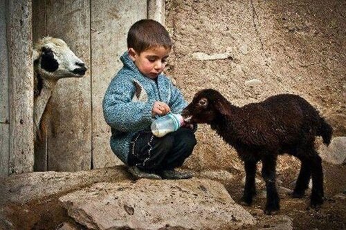 Chunga haki za wanyama Chunga haki za wanyama