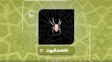 فیلم | خانه عنکبوت