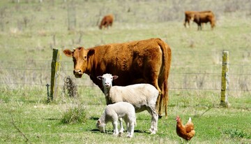 احکام شرعی | خمس حیوانات خانگی