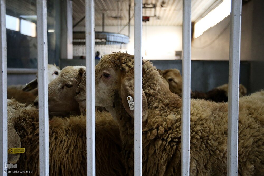 Singaporean Muslims to Donate Meat to Gaza This Eid al-Adha