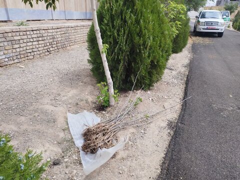 تصاویر/پویش کاشت درخت به مناسبت دهه کرامت در دلیجان