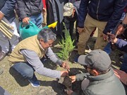 تصاویر/ کارگل لداخ؛ شجر کاری مہم میں 38 ہزار درخت لگا دئیے+تصاویر