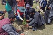 کارگل لداخ؛ شجر کاری مہم میں 38 ہزار درخت لگا دئیے