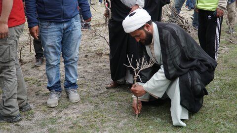شجر کاری