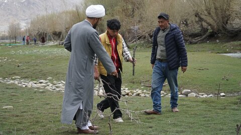 شجر کاری