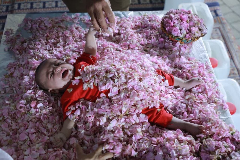 شادیانه ایران امام رضا (ع) با آیین گل و گلاب، کاشان را عطرآگین کرد