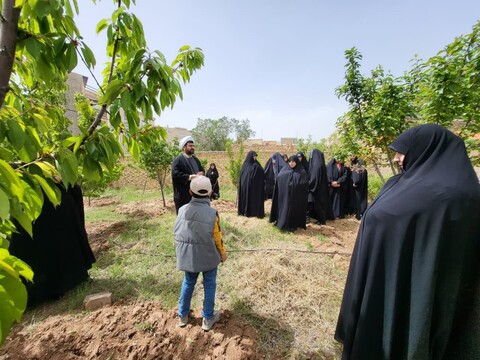تصاویر/ کاشت نهال در حیاط مدرسه علمیه فاطمیه ابهر