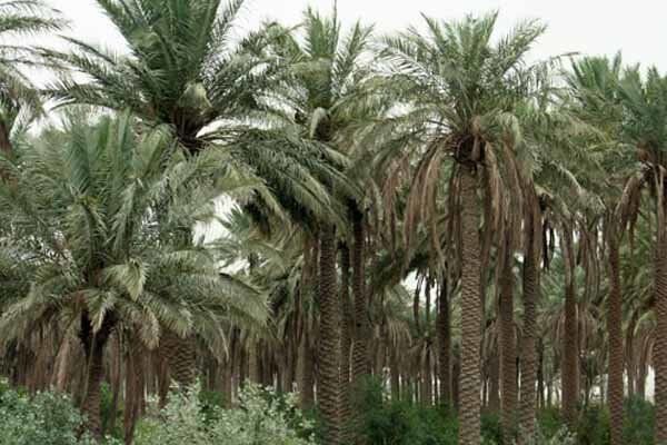 حضرت زهرا (س)؛ بانوی کارآفرین و مدیر اقتصادی فدک