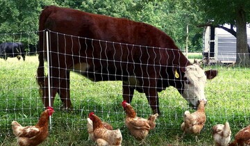 احکام شرعی | حکم ورود حیوانات به زمین همسایه