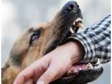 سکوت مسئولان، صدای اعتراض مردم سندرک به سگ‌های ولگرد را بلند کرد