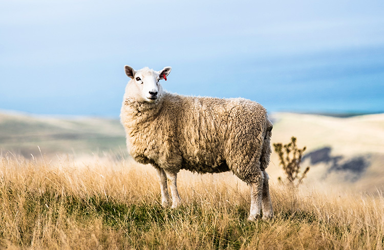 Acte qui entraîne le pardon des péchés