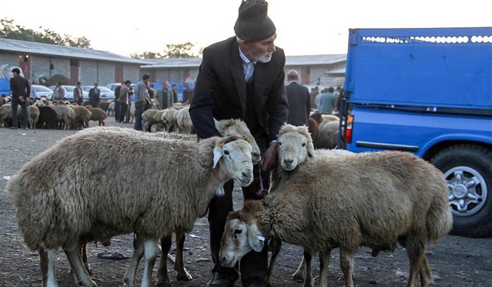 क्या कुर्बानी पशु अधिकारों के खिलाफ है? क्या कुर्बानी पशु अधिकारों के खिलाफ है?