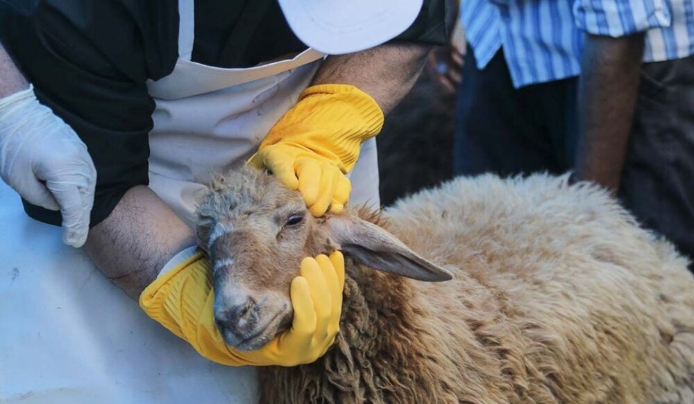 Qurban Bayramında qurban kəsmək; Allahın əmrini yerinə yetirmək, yoxsa heyvanlara qarşı zorakılıq?