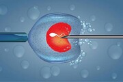 The inheritance of "the born child through implanting sperm"