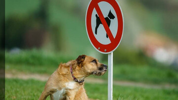 سگ‌گردانی در استان فارس ممنوع شد