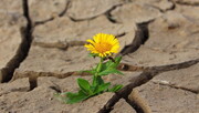 Resiliencia: el arte de levantarse de nuevo en medio de las crisis