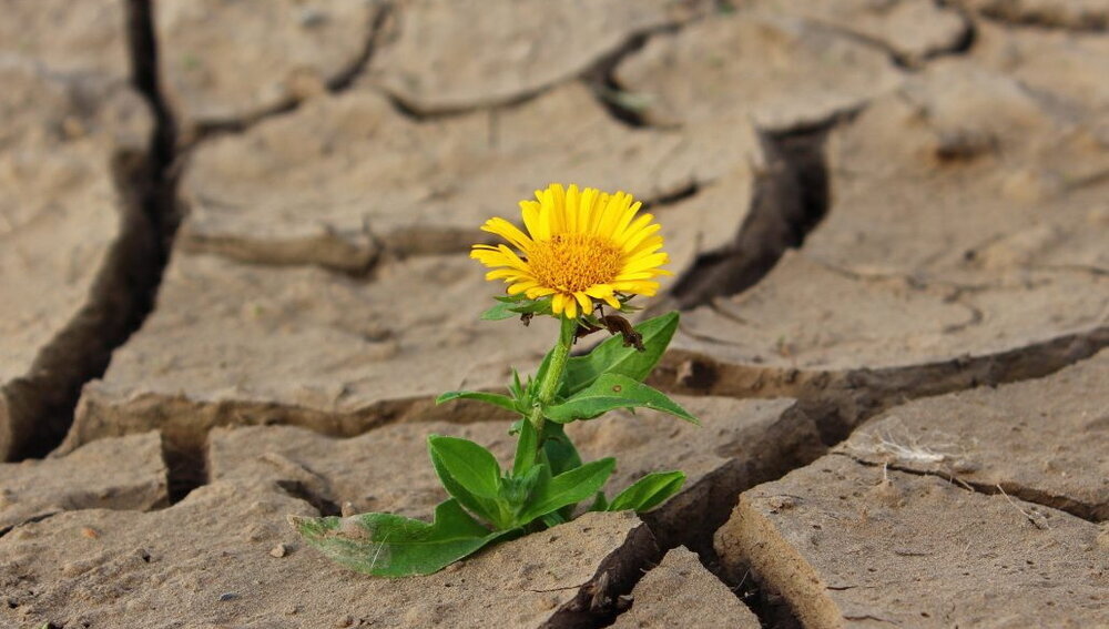 Resiliencia: el arte de levantarse de nuevo en medio de las crisis