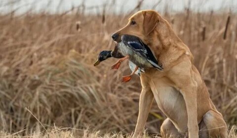 احکام شرعی | کتے کے علاوہ دوسرے جانور کے ذریعے شکار کرنے کا حکم