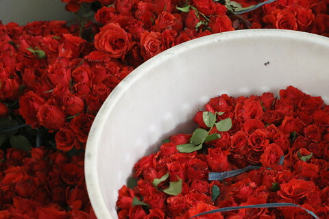 تصاویر/ گل آرایی ضریح مطهر حضرت فاطمه معصومه(س)