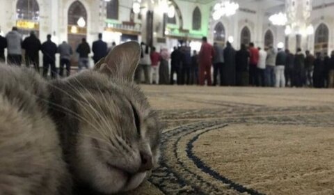 احکامِ شرعی | کیا بلی کے بال نجس ہیں اور نماز کو باطل کر دیتے ہیں؟