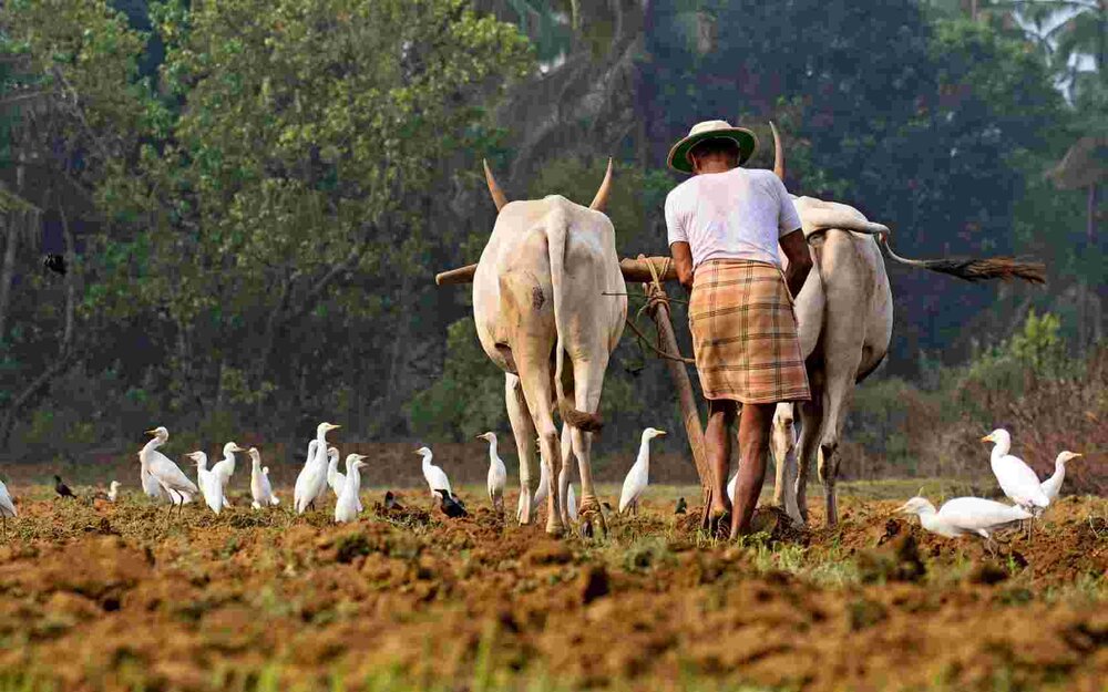 Hukumu za Kisheria | Je, kuingia kwenye shamba la mtu mwingine bpasi na idhini ya mmiliki kunajuzu?