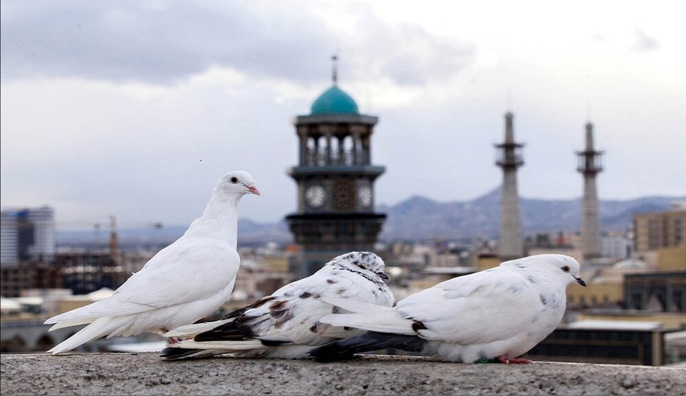 تو را دوست دارم نه به اندازه امام زمان خودم!